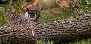 Powell, OH Tree Care  Company